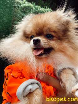 IRKININ EN İYİ AYI SURAT POMERANIAN 1