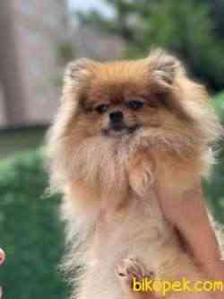 IRKININ EN İYİ AYI SURAT POMERANIAN 3
