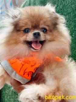 IRKININ EN İYİ AYI SURAT POMERANIAN 2