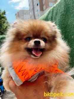 IRKININ EN İYİ AYI SURAT POMERANIAN 1