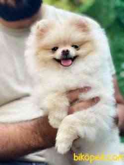 IRKININ EN İYİ AYI SURAT POMERANIAN 1
