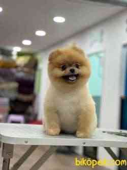 IRKININ EN İYİ AYI SURAT POMERANIAN 2
