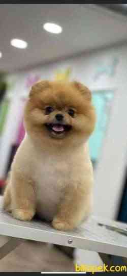 IRKININ EN İYİ AYI SURAT POMERANIAN 1