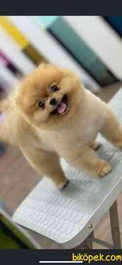 IRKININ EN İYİ AYI SURAT POMERANIAN 3