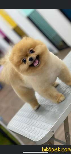 IRKININ EN İYİ AYI SURAT POMERANIAN  BOO 4