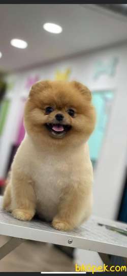 IRKININ EN İYİ AYI SURAT POMERANIAN  BOO 2
