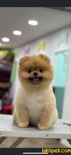 IRKININ EN İYİ AYI SURAT POMERANIAN  BOO 1