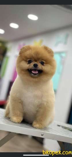 IRKININ EN İYİ AYI SURAT POMERANIAN  BOO 3