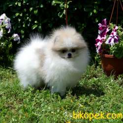 AYICIK SURAT TEDDY BOO 3