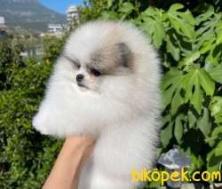 AYICIK SURAT TEDDY BOO 1