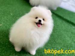 IRKIN EN GÜZELİ BOO 1