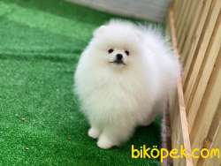 IRKIN EN GÜZELİ BOO 3
