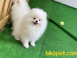 IRKIN EN GÜZELİ BOO 2