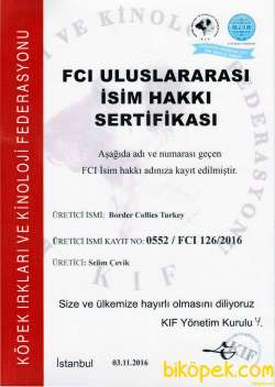 Çipli Şecereli A Kalite Kif Kayıtlı Yavrular 2