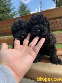 İrkinin En İyisi Black Toy Poodle Yavrumuz 2