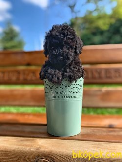 İrkinin En İyisi Black Toy Poodle Yavrumuz 1