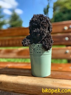 İrkinin En İyisi Black Toy Poodle Yavrumuz 3