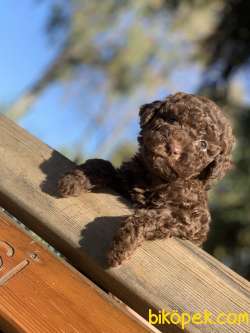 IRKININ EN İYİSİ CHOCOLATE TOY POODLE KİZİMİZ 1