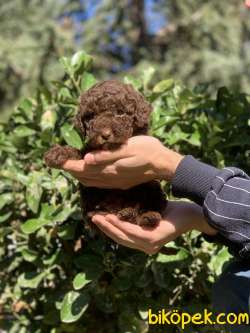 IRKININ EN İYİSİ CHOCOLATE TOY POODLE KİZİMİZ 3