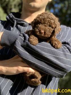 IRKININ EN İYİSİ CHOCOLATE TOY POODLE KİZİMİZ 5