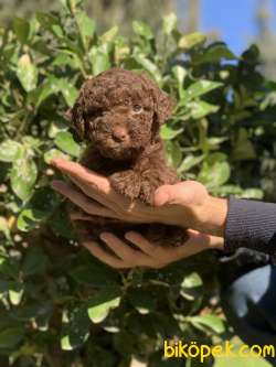 IRKININ EN İYİSİ CHOCOLATE TOY POODLE KİZİMİZ 4