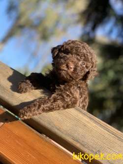 IRKININ EN İYİSİ CHOCOLATE TOY POODLE KİZİMİZ 2