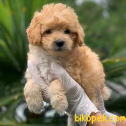 Irkının En Iyisi Dişi Red Maltipoo Yavrum 2