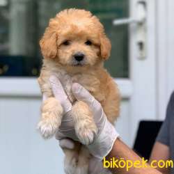 Irkının En Iyisi Dişi Red Maltipoo Yavrum 1