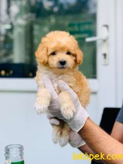 Irkının En Iyisi Dişi Red Maltipoo Yavrum 1