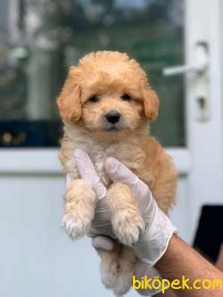 Irkının En Iyisi Dişi Red Maltipoo Yavrum 2