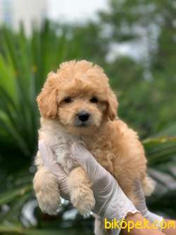 Irkının En Iyisi Dişi Red Maltipoo Yavrum 3