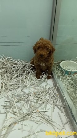 Irkının En Iyisi En Güzel Renk 2