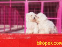 IRKININ EN İYİSİ MALTESE TERRİER YAVRULAR 4