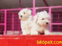 IRKININ EN İYİSİ MALTESE TERRİER YAVRULAR 3
