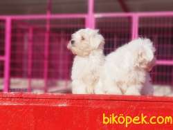 IRKININ EN İYİSİ MALTESE TERRİER YAVRULAR 5