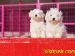 IRKININ EN İYİSİ MALTESE TERRİER YAVRULAR 1