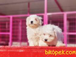 IRKININ EN İYİSİ MALTESE TERRİER YAVRULAR 2
