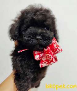 Irkının En İyisi Safkan Black Toy Poodle Yavrularimiz 2