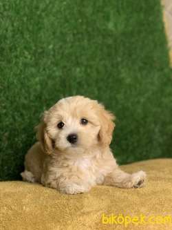 Irkının En İyisi Safkan F1 Maltipoo Yavrumuz 2