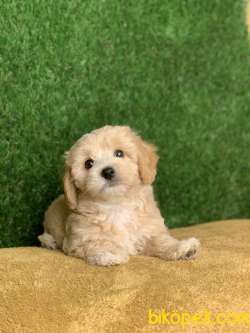 Irkının En İyisi Safkan F1 Maltipoo Yavrumuz 1