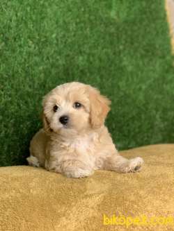 Irkının En İyisi Safkan F1 Maltipoo Yavrumuz 3