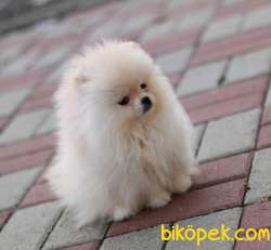 IRKININ EN İYİSİ SAFKAN TEDDYBEAR BOO PAMUK OĞLUMUZ VE KIZIMIZ 4