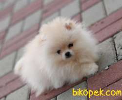 IRKININ EN İYİSİ SAFKAN TEDDYBEAR BOO PAMUK OĞLUMUZ VE KIZIMIZ 3