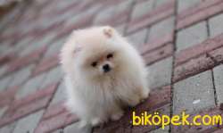 IRKININ EN İYİSİ SAFKAN TEDDYBEAR BOO PAMUK OĞLUMUZ VE KIZIMIZ 2