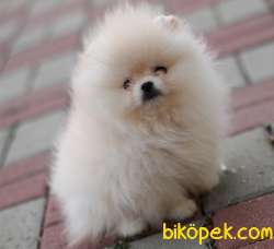 IRKININ EN İYİSİ SAFKAN TEDDYBEAR BOO PAMUK OĞLUMUZ VE KIZIMIZ 1