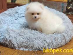 IRKININ EN İYİSİ SAFKAN TEDDYBEAR BOO PAMUK OĞLUMUZ VE KIZIMIZ 5