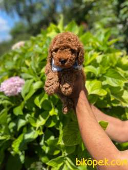 RED BRONW Toy Poodle 3