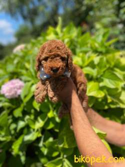 RED BRONW Toy Poodle 2