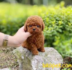 İRKİNİN EN İYİSİNİ ARAYANLARA TOY POODLE YAVRULARİMİZ 3