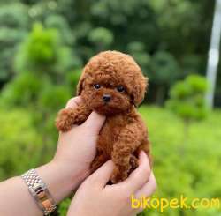 İRKİNİN EN İYİSİNİ ARAYANLARA TOY POODLE YAVRULARİMİZ 1